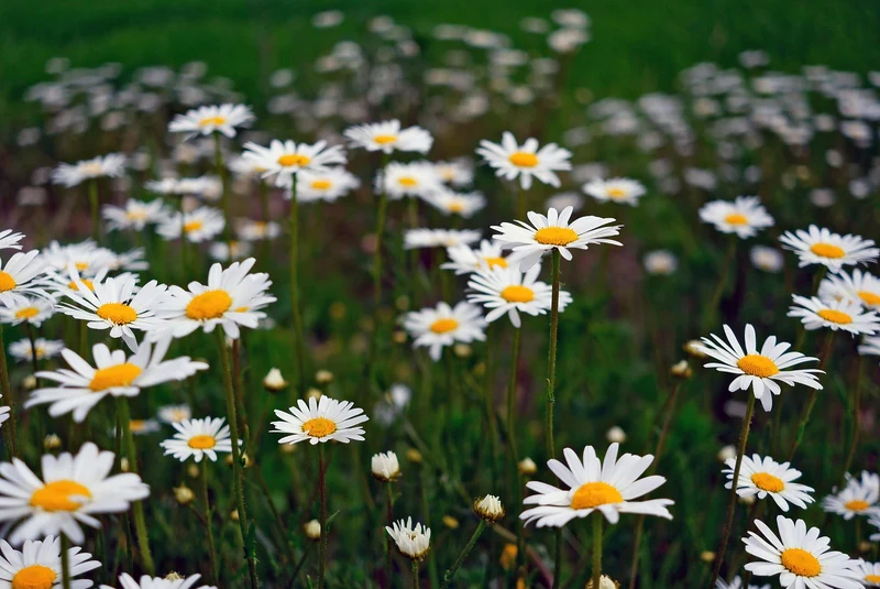 Fettwiesen-Margerite (Leucanthemum ircutianum)