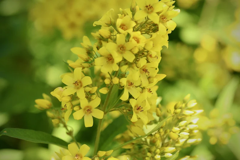 Gilbweiderich (Lysimachia vulgaris)