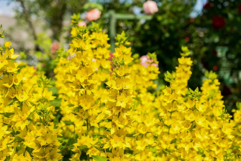 Gilbweiderich (Lysimachia vulgaris)
