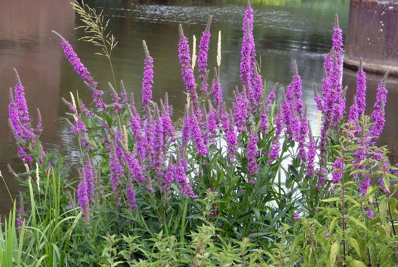 Blut-Weiderich (Lythrum salicaria)