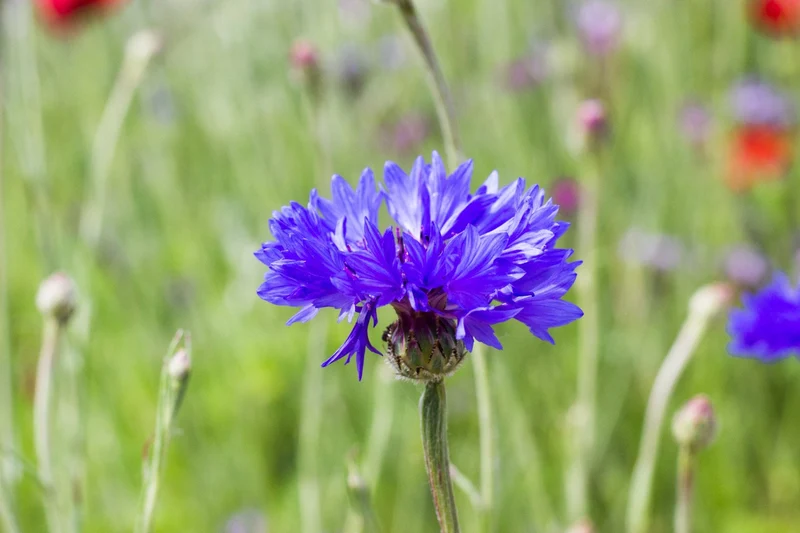 200 qm Blaue Kornblume Centaurea cyanus Großpackung
