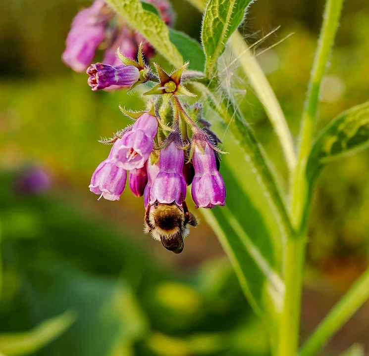 30 Samen Beinwell * Symphytum officinale *