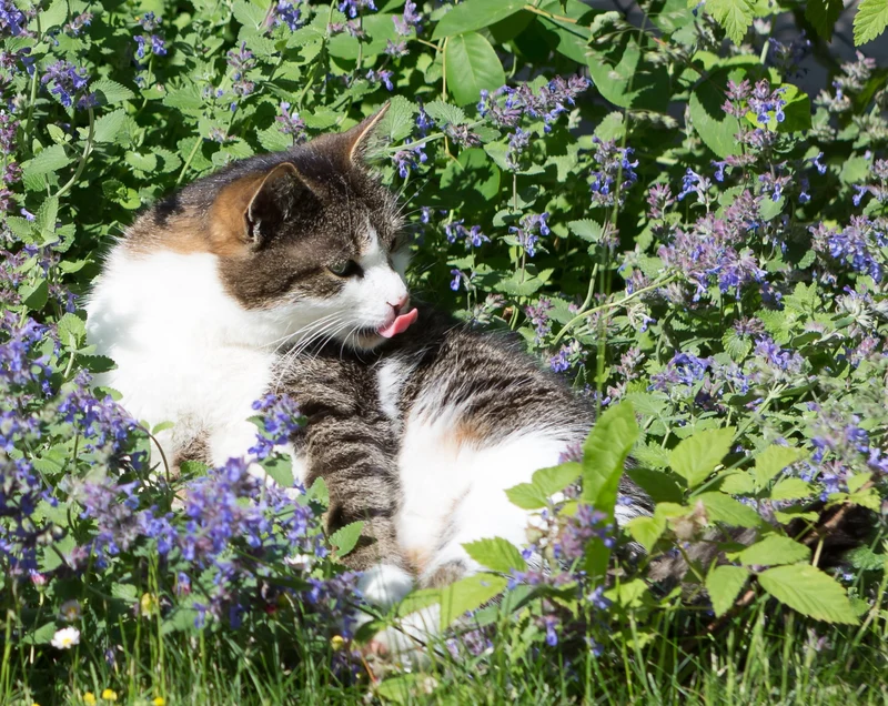 Katzenkräuter - Drei Kräutersorten, die Katzen lieben