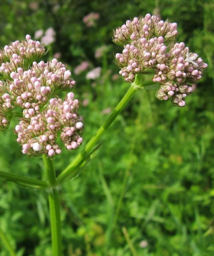 300 Samen Echter Baldrian Valeriana officinalis - winterhart, Teepflanze, Heilpflanze