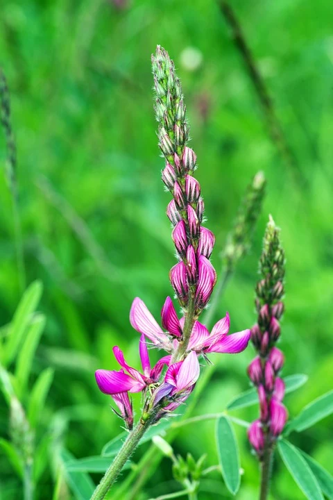 Bodenkur Sommermix - 40 qm