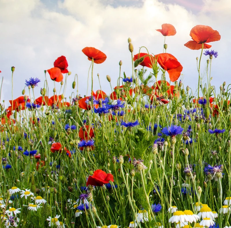 Samenmischung Mohnwiese Kornblume + Klatschmohn