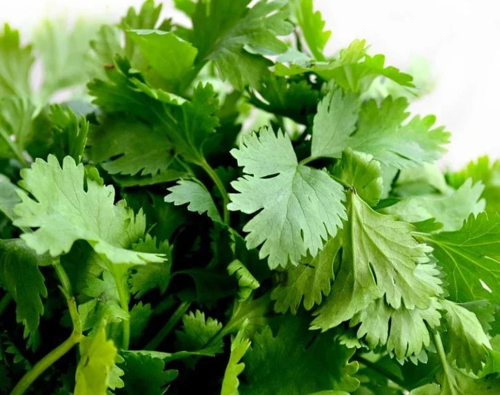 1000 Samen Koriander Coriandrum sativum - Arabische Petersilie