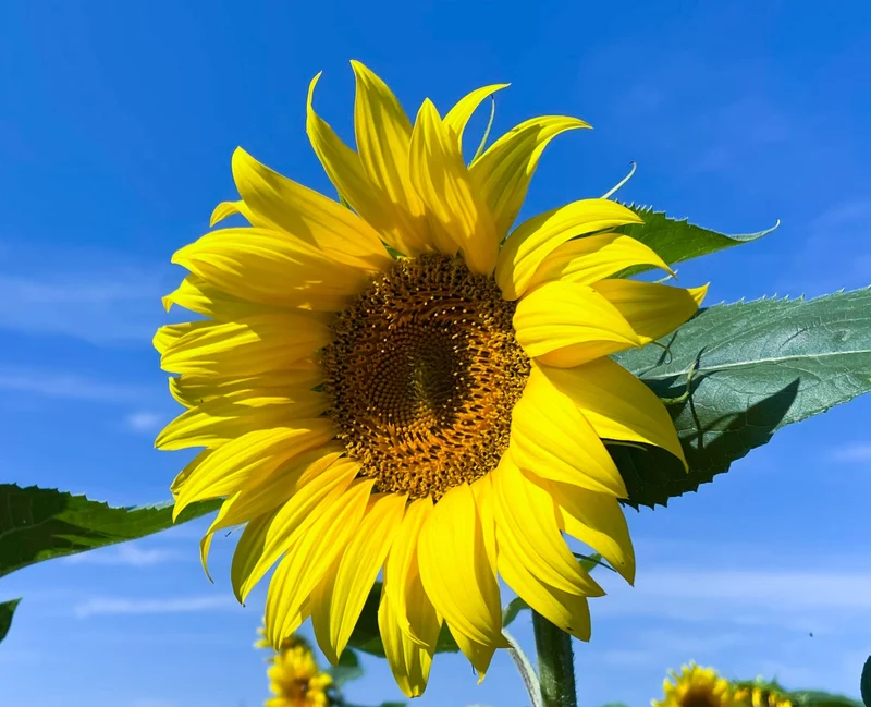 20 qm Sonnenblumensamen Große Gelbe Sonnenblume