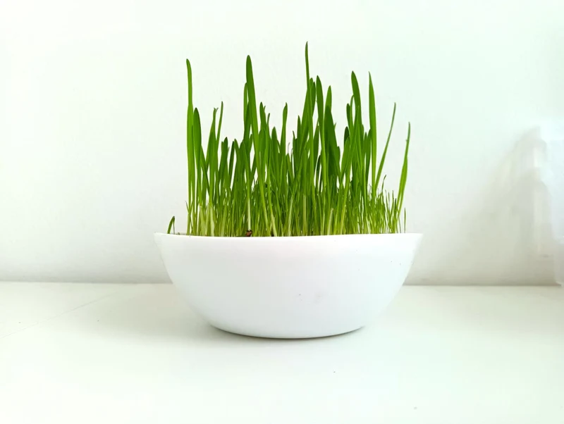 200g Katzengras Samen + Katzenminze