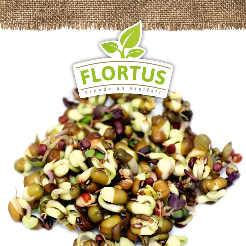 Keimsprossen Pikant-Aromatisch (Mungbohnen und Rettich) | BIO Keimsprossen von FLORTUS