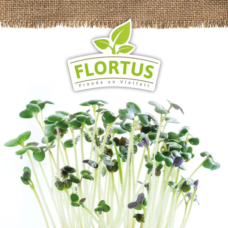Keimsprossen Senf | BIO Keimsprossen von FLORTUS