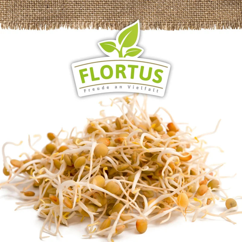Keimsprossen Linse | BIO Keimsprossen von FLORTUS
