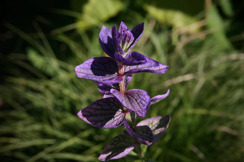 Buntschopf-Salbei (Salvia viridis)