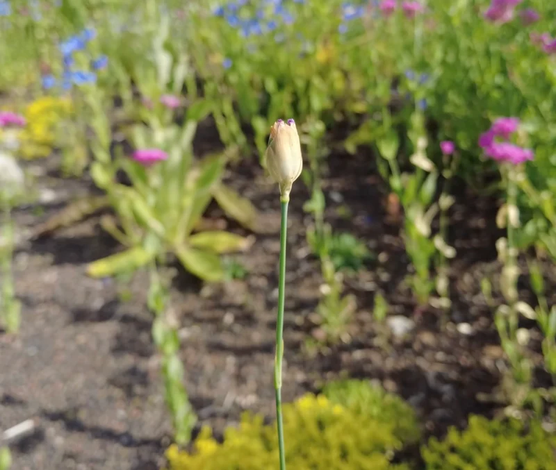 Sprossende Felsennelke (Petrorhagia prolifera)