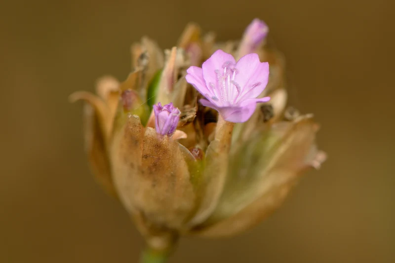 Sprossende Felsennelke (Petrorhagia prolifera)