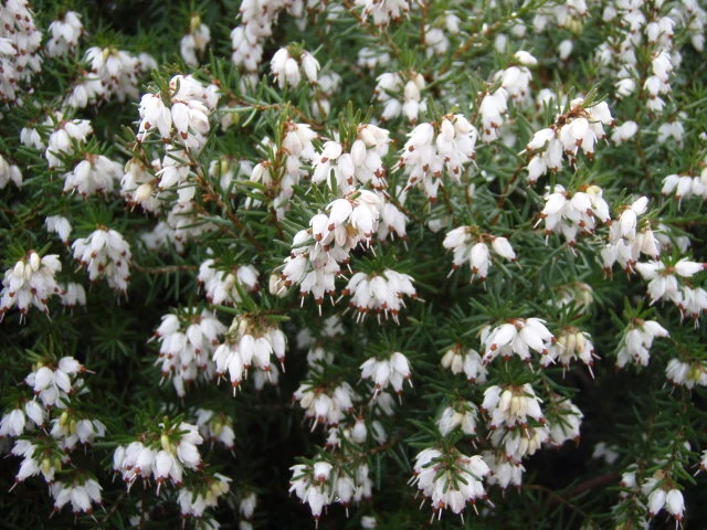Schneeheide 'Snow Queen' (Erica carnea 'Snow Queen')