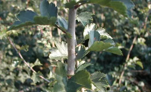 Zweigriffeliger Weißdorn (Crataegus laevigata)