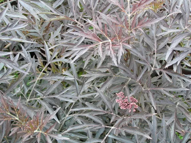 Schwarzer Holunder 'Black lace®' (Sambucus Nigra 'Black lace®')