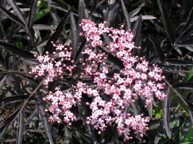 Schwarzer Holunder 'Black lace®' (Sambucus Nigra 'Black lace®')