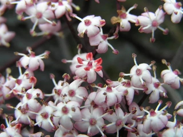 Schwarzer Holunder 'Black lace®' (Sambucus Nigra 'Black lace®')