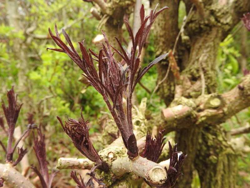 Schwarzer Holunder 'Black lace®' (Sambucus Nigra 'Black lace®')