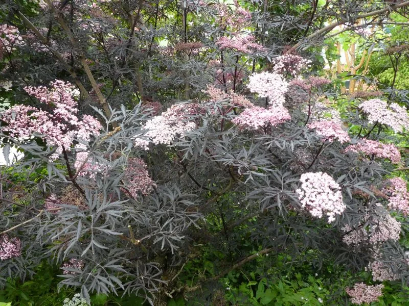 Schwarzer Holunder 'Black lace®' (Sambucus Nigra 'Black lace®')
