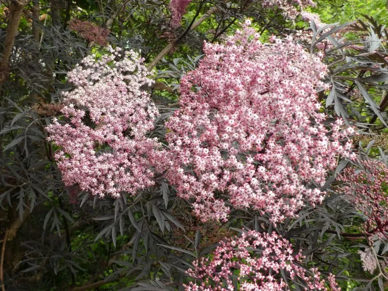 Schwarzer Holunder 'Black lace®' (Sambucus Nigra 'Black lace®')