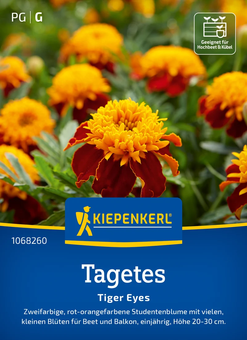 Tagetessamen Tiger Eyes Saatgut