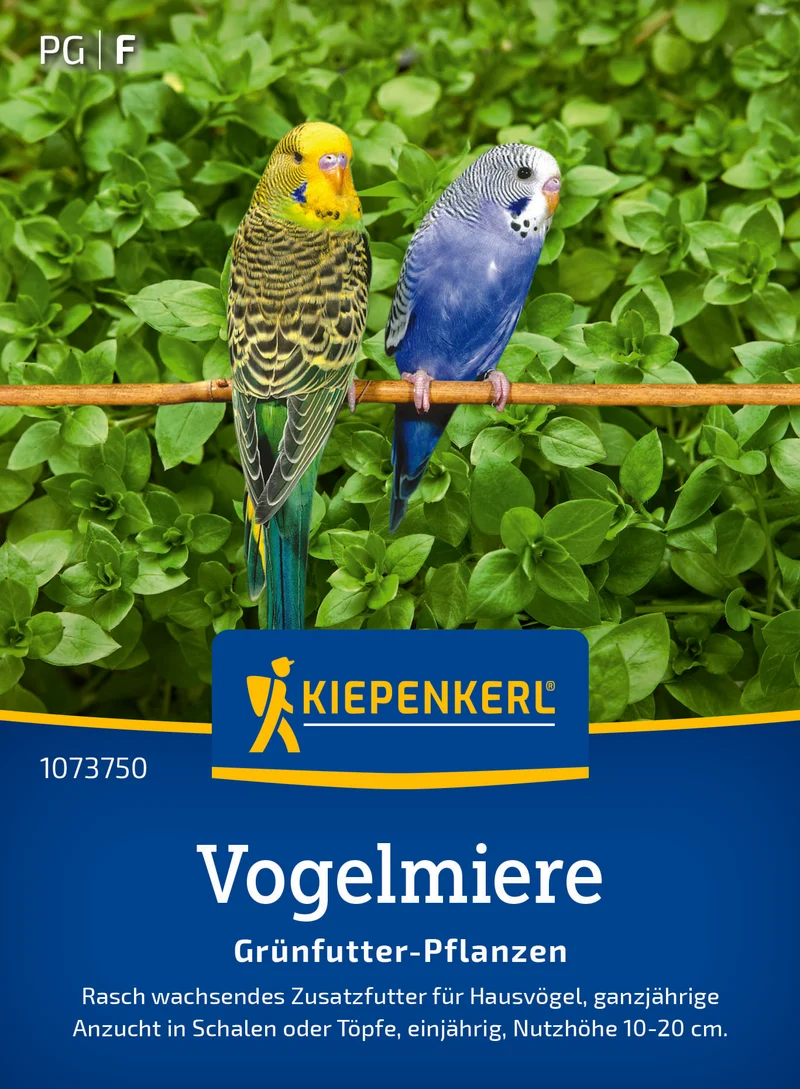 Vogelmieresamen Frischgrün Futter Saatgut