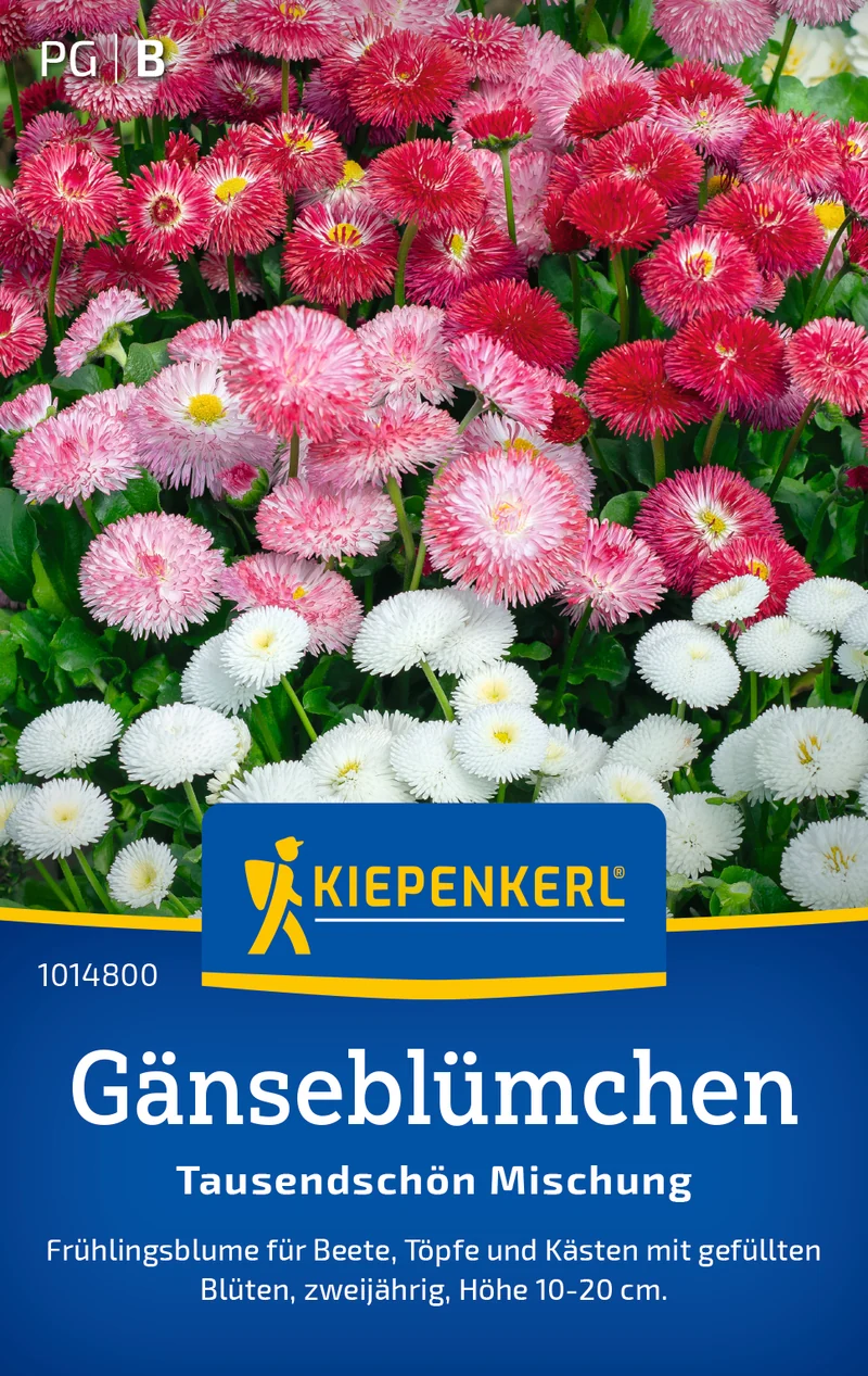 Gänseblümchensamen Tausendschön Mischung Saatgut