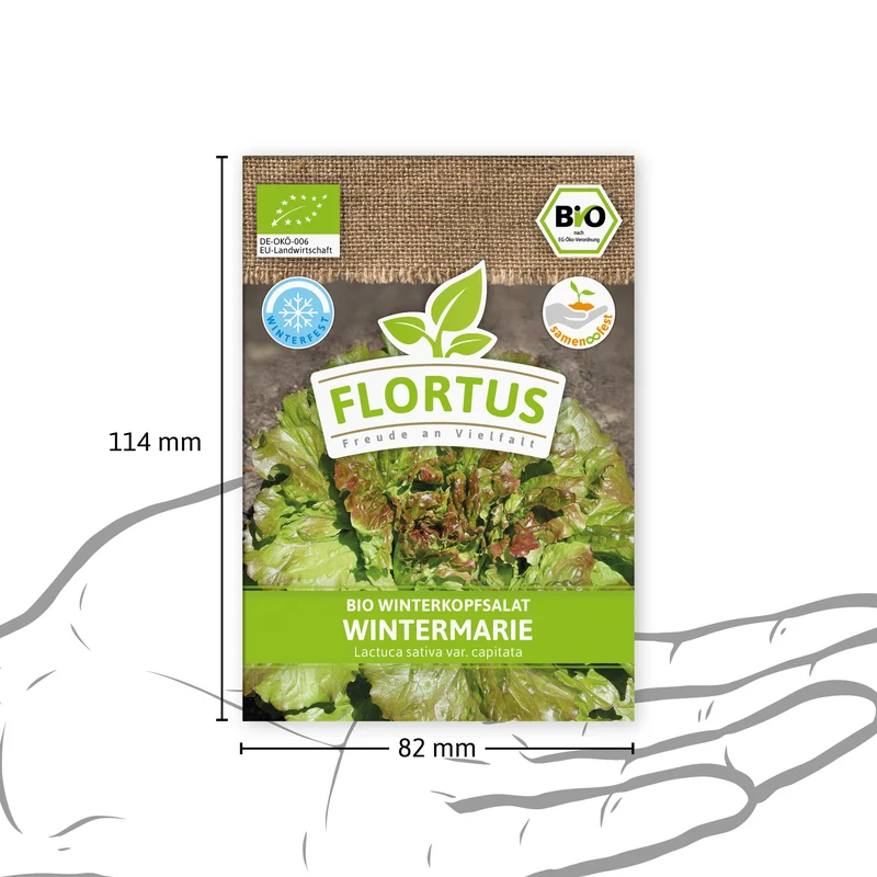 Winterkopfsalat Wintermarie | BIO Kopfsalatsamen von FLORTUS