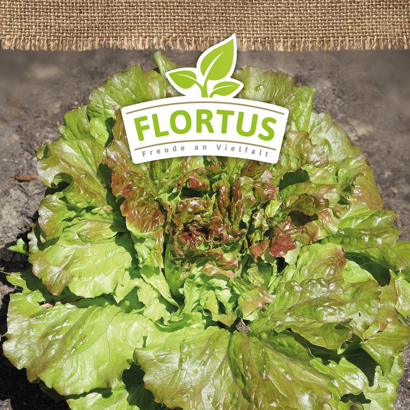 Winterkopfsalat Wintermarie | BIO Kopfsalatsamen von FLORTUS