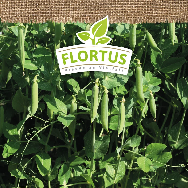 Wintererbse Sima | BIO Markerbsensamen von FLORTUS