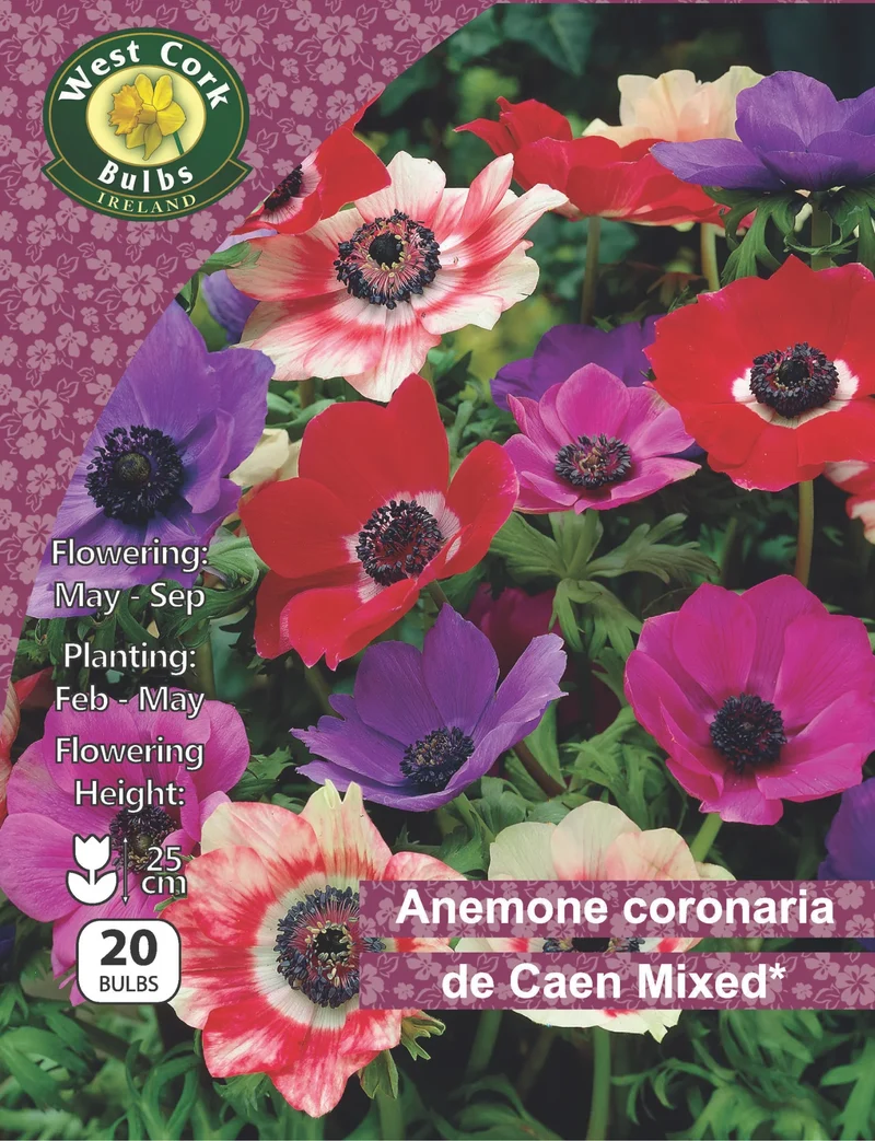 Anemone coronaria de Caen Mixed Bulbs