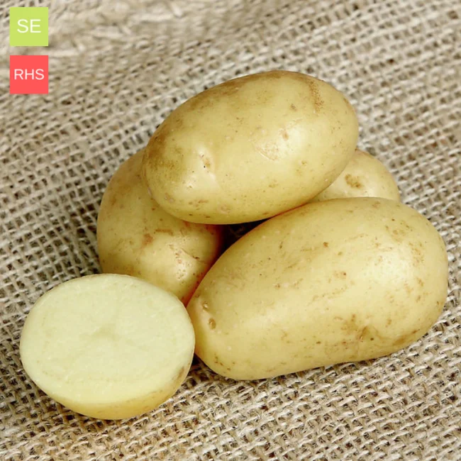 Seed Potatoes: Charlotte