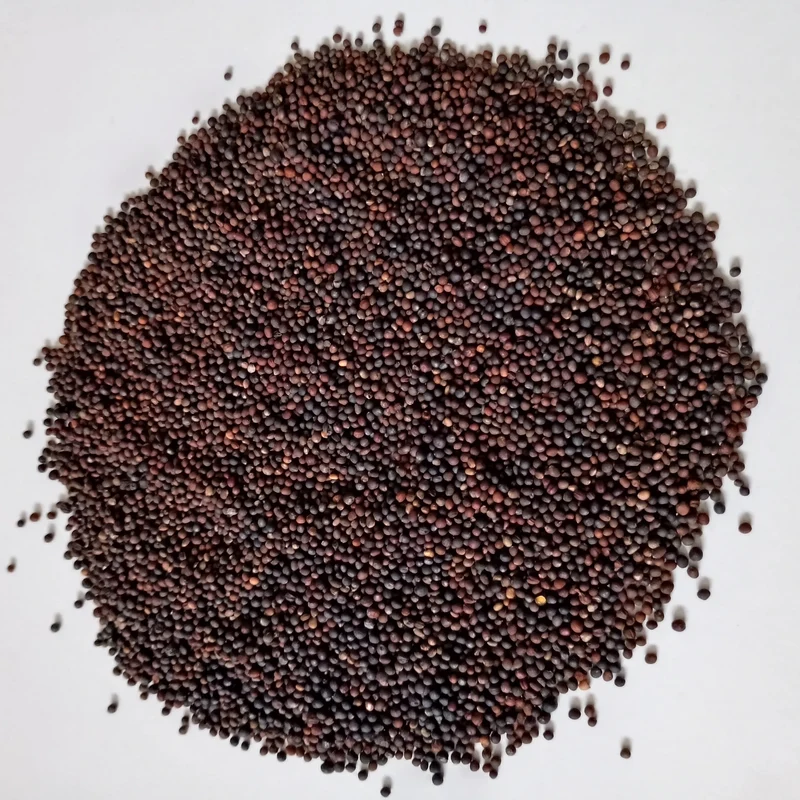 Organic Microgreen Seed: 5 Variety Salad Mix
