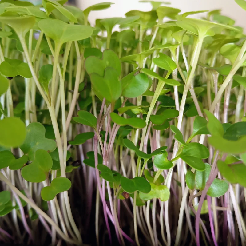 Organic Microgreen Seed: 5 Variety Salad Mix