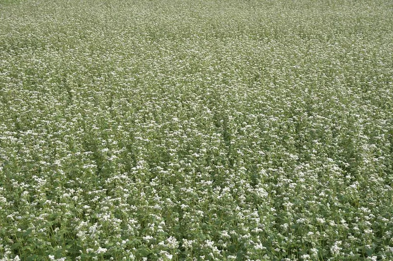 Buchweizen 400 g Saatgut - Insektenfreundliche Gründüngung