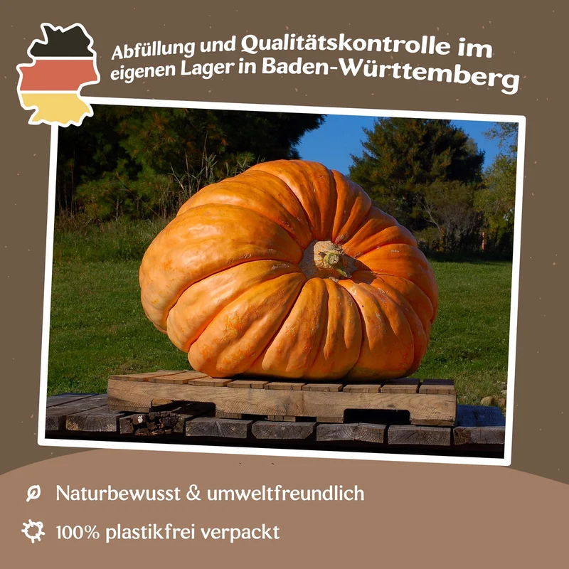 Riesenkürbis Dill`s Atlantic Giant Samen