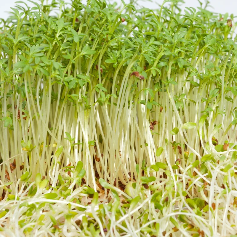 Microgreen Samen Bio-Alfalfa Bigvita