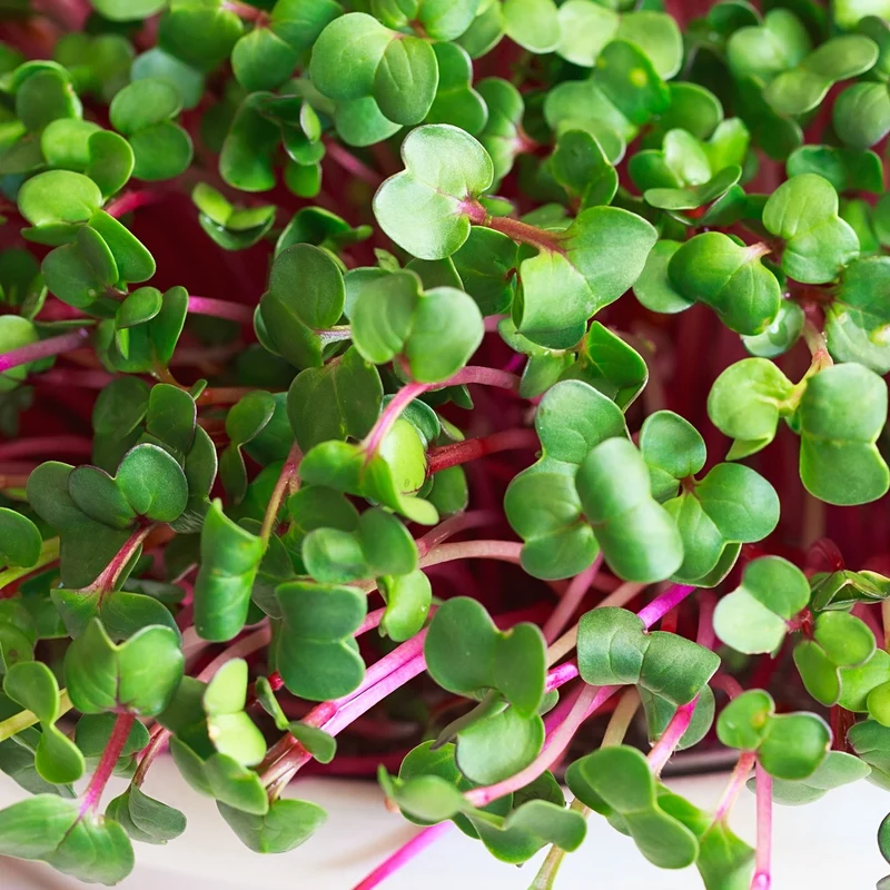 Microgreen Samen Bio-Radies Rota