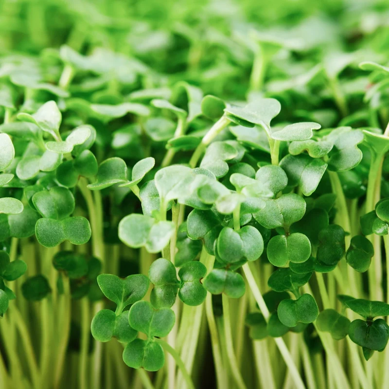Microgreen Samen Bio-Brokkoli Raab