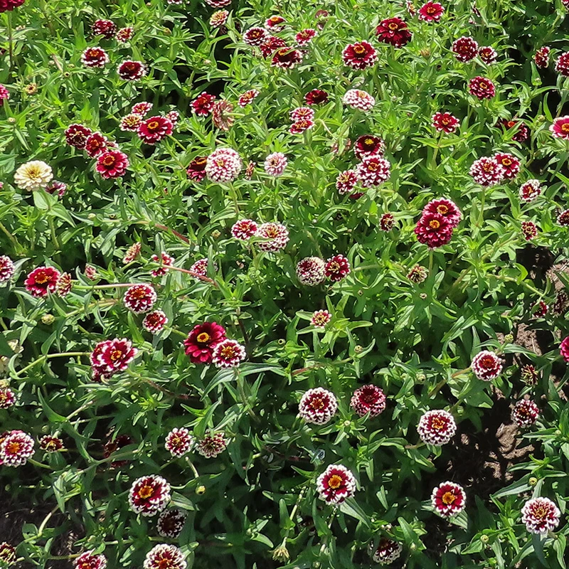 Zinnie - Jazzy Red