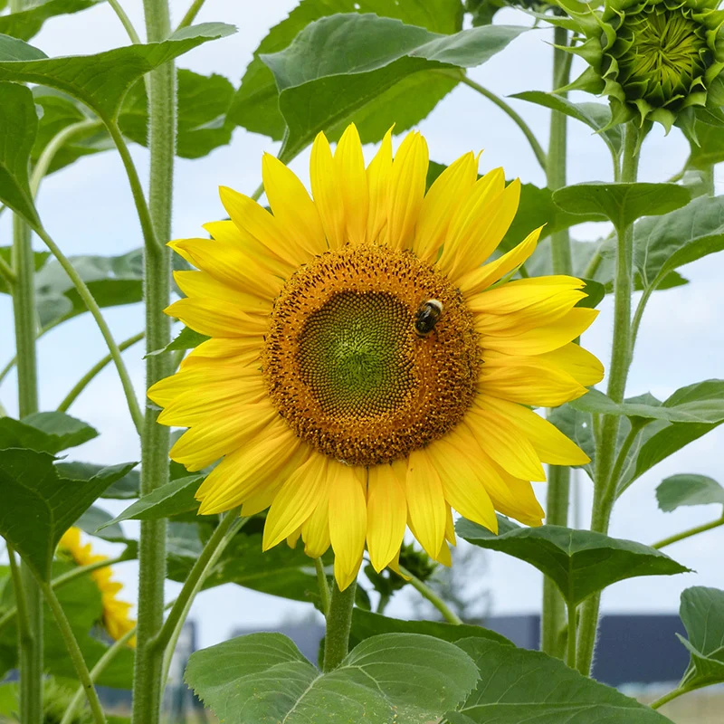 Sonnenblume - Peredovick