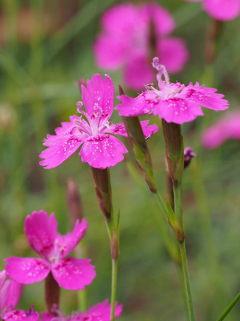 Heidenelke (Dianthus deltoides)