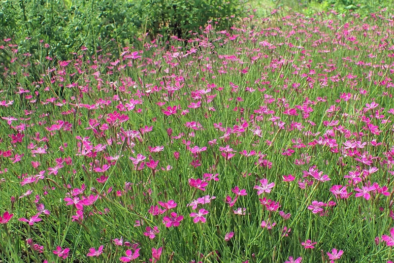 Heidenelke (Dianthus deltoides)