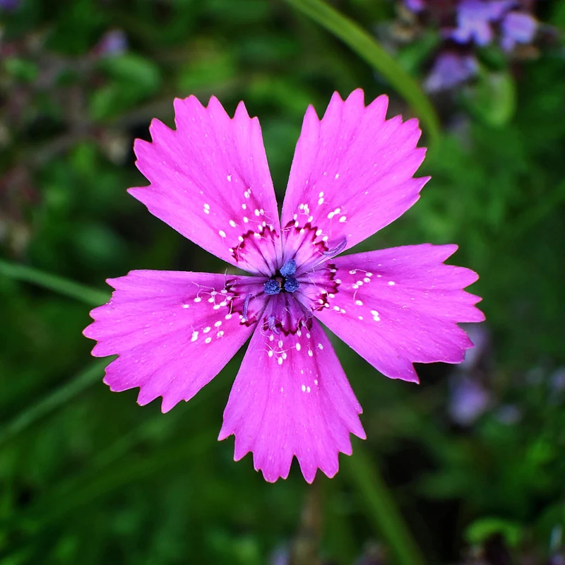 Heidenelke (Dianthus deltoides)