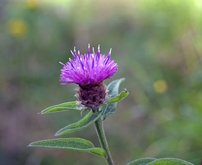 Dunkle Flockenblume (Centaurea nigra)