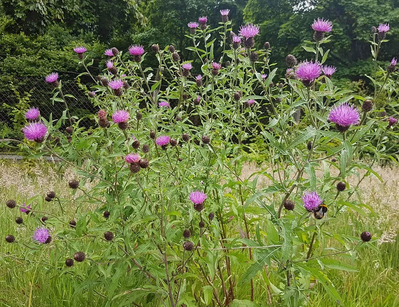 Dunkle Flockenblume (Centaurea nigra)