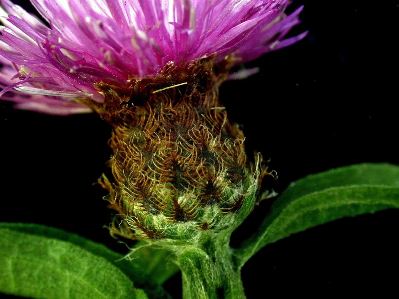 Dunkle Flockenblume (Centaurea nigra)